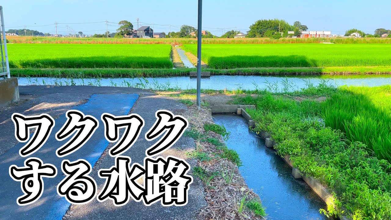 アメリカザリガニだらけの水路でで釣りをしたら大変だった
