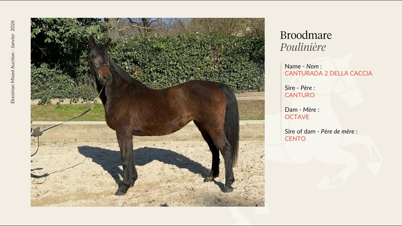 Broodmare - CANTURADA 2 DELLA CACCIA - Canturo x Acorado I