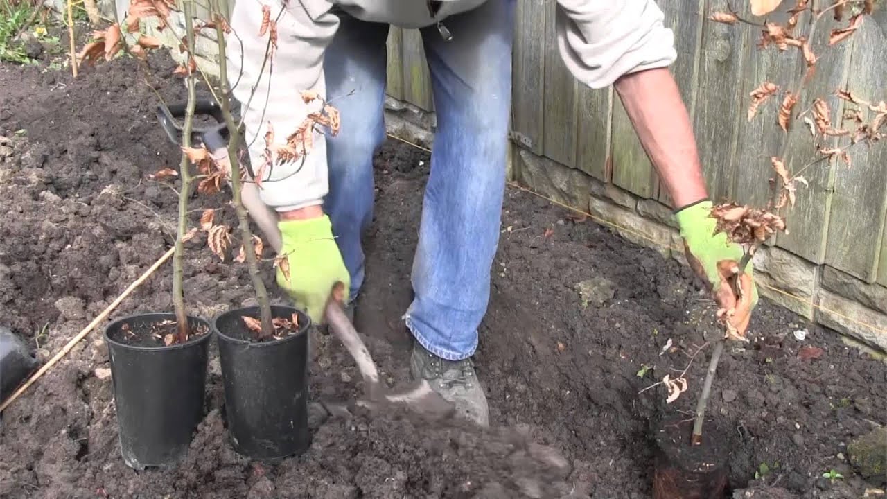 How to plant a pot grown hedge | Advice from Best4hedging