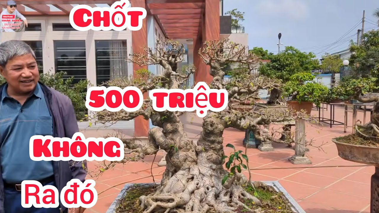 Chốt giá 500 triệu siêu phẩm song thụ chủ cây vẫn không bán anh em chiêm ngưỡng vườn anh hưng nhé