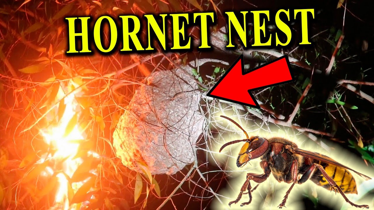 HORNET's NEST - Burn, Exterminate, Vacume?