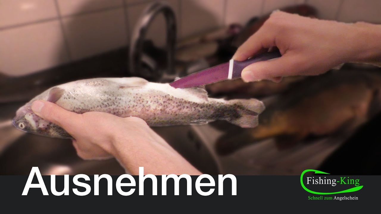Wie nimmt man eine Forelle richtig aus? | Fishing-King.de