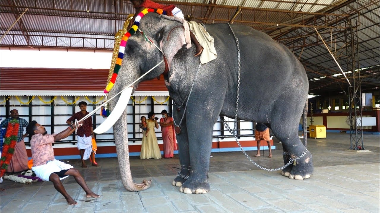 Kerala' Most Beautiful Elephant 🐘❤️🥰 Thiruvambady Chandrasekharan