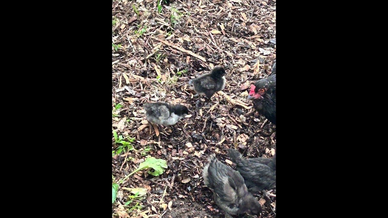 Hell has no furry   like a mama hen