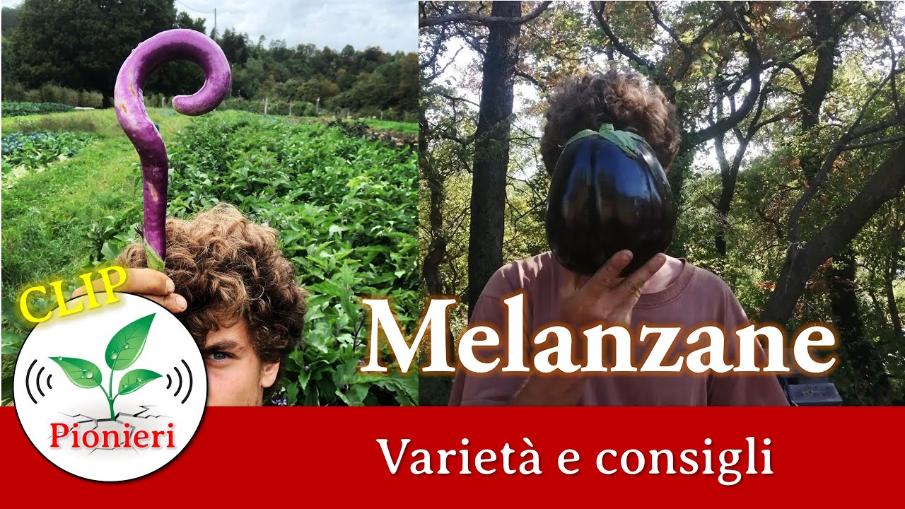 Melanzane: varietà e consigli - con Massimo Raimondi