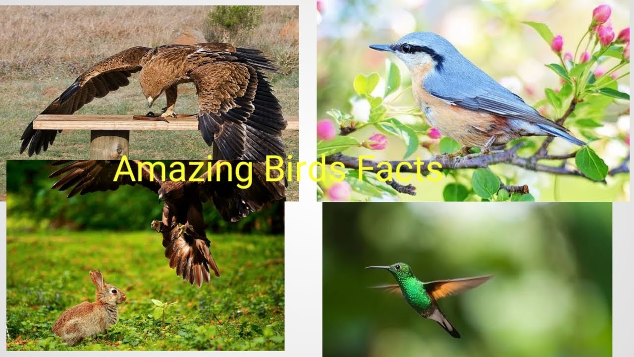 Top 5 Facts About Birds || Amazing facts about birds || Jackie Facts