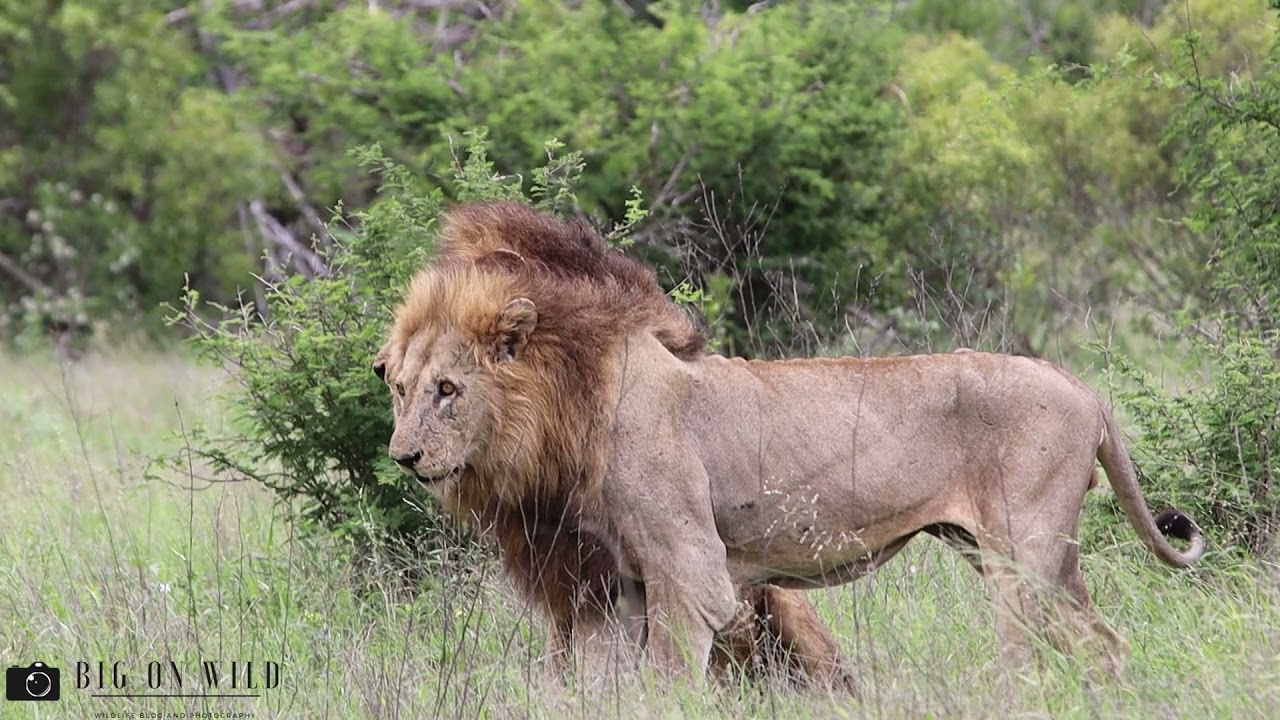 Male Lions on dad duty with Lion Cubs - Kruger National Park South Africa
