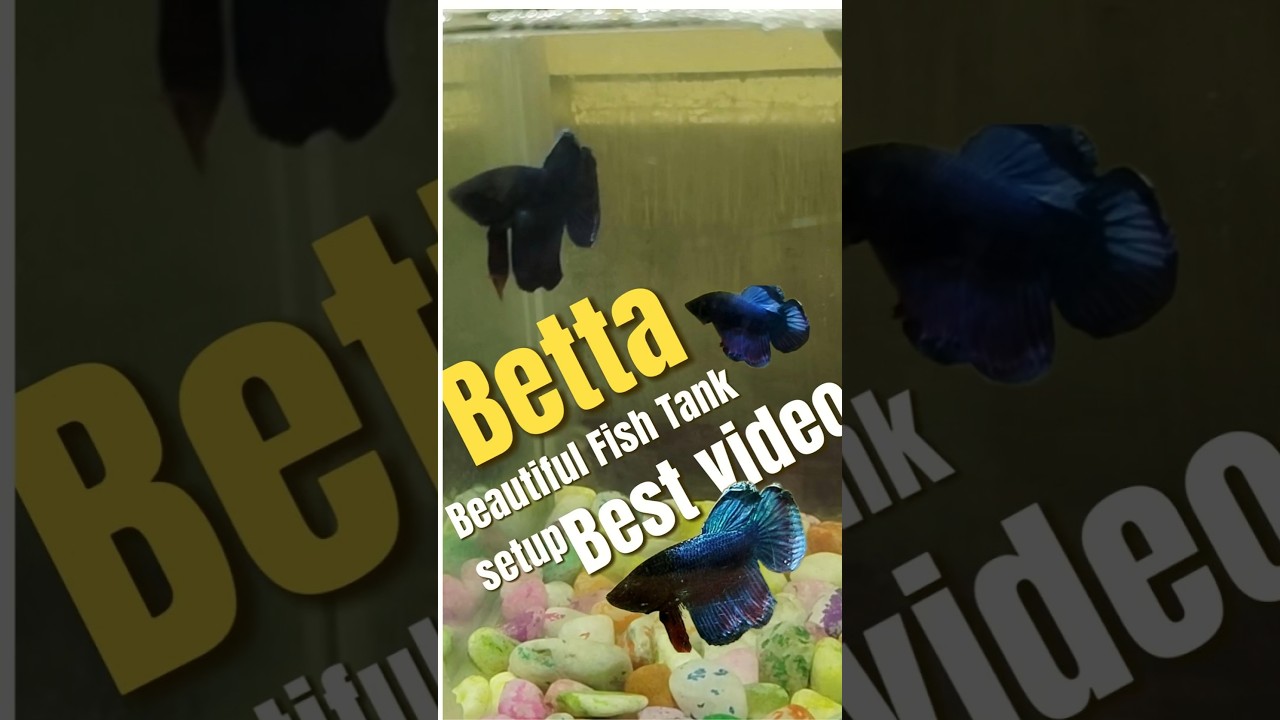 BETTA FISH 🐠🥰 || BEAUTIFUL FISH TANK SETUP || #shortvide #viralvideo #fishtank #bettafishlove #betta