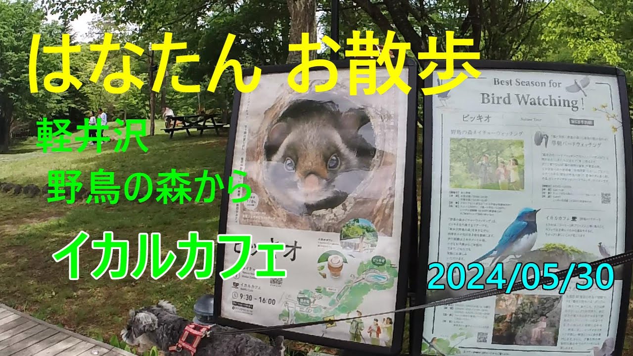 軽井沢 野鳥の森とイカルカフェ 手軽なハイキング