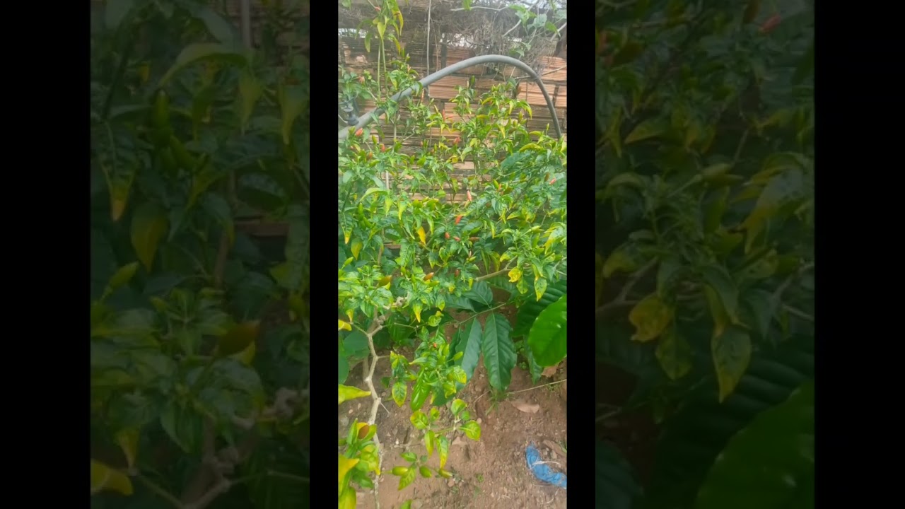 Na natureza, pintinhos nasceram! Deixe seu JOINHA pra fortalecer no canal! Um abraços a TODOS 