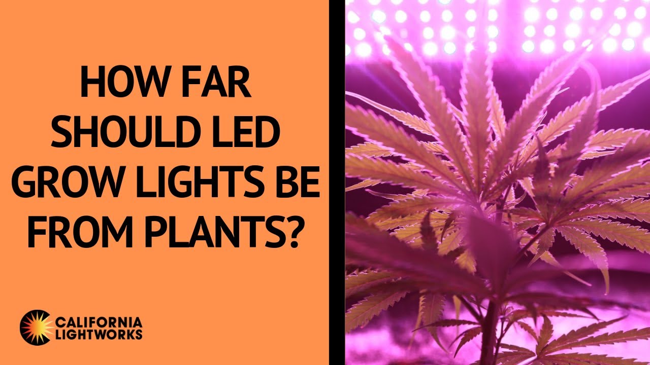 How Far Should LED Grow Lights Be From Plants? - FAQ