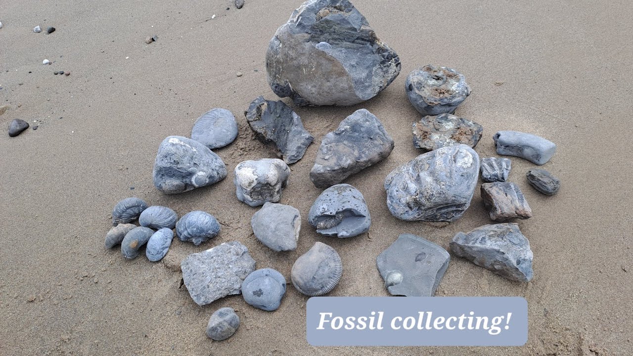 Holderness fossils - Aldbrough to Mappleton (ammonite heaven)