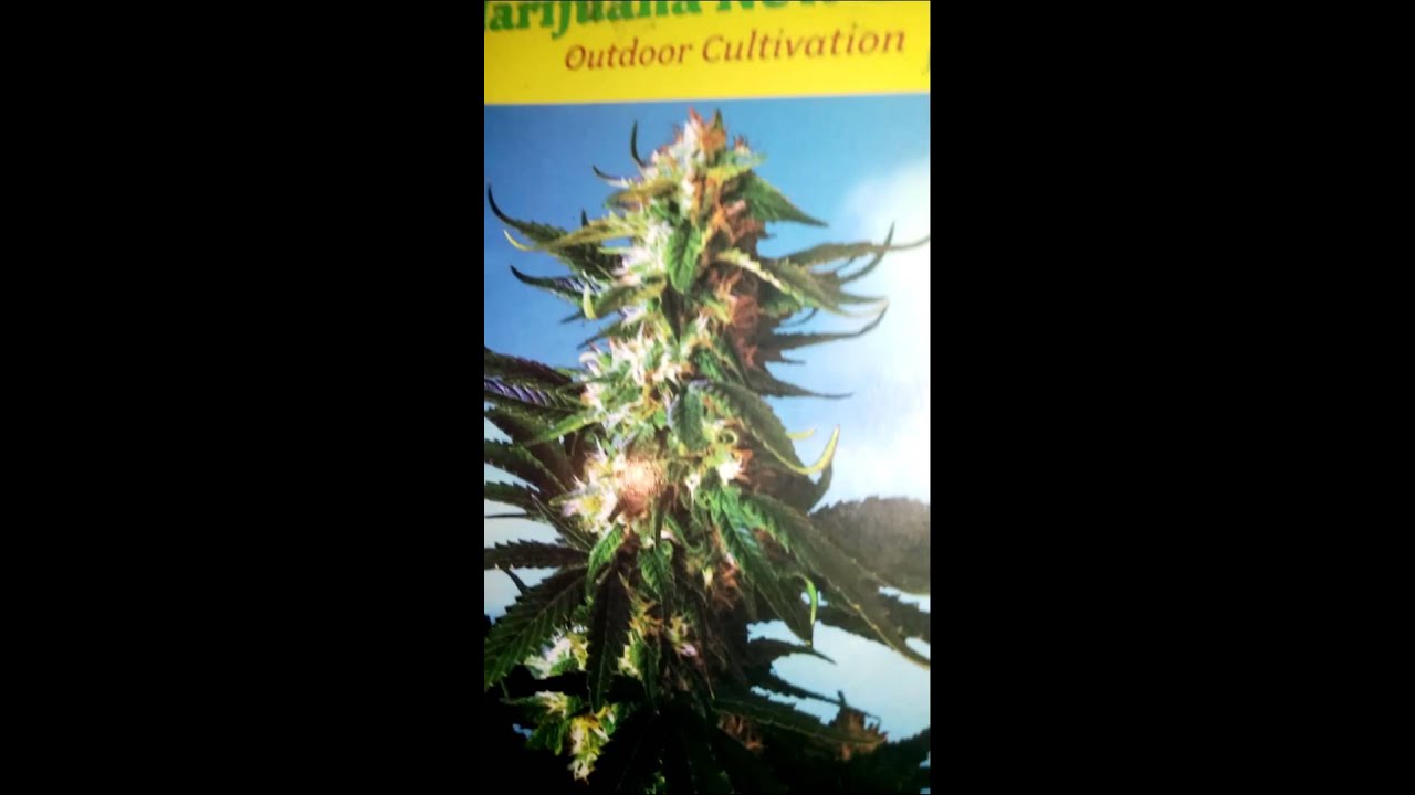Warren Puffit / Warren Buffet Organic