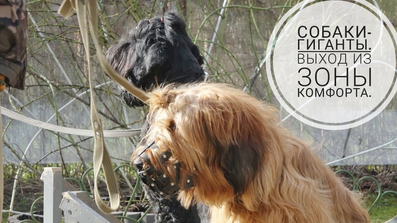 Догтренинг 742. Собаки-гиганты. Выход из зоны комфорта.