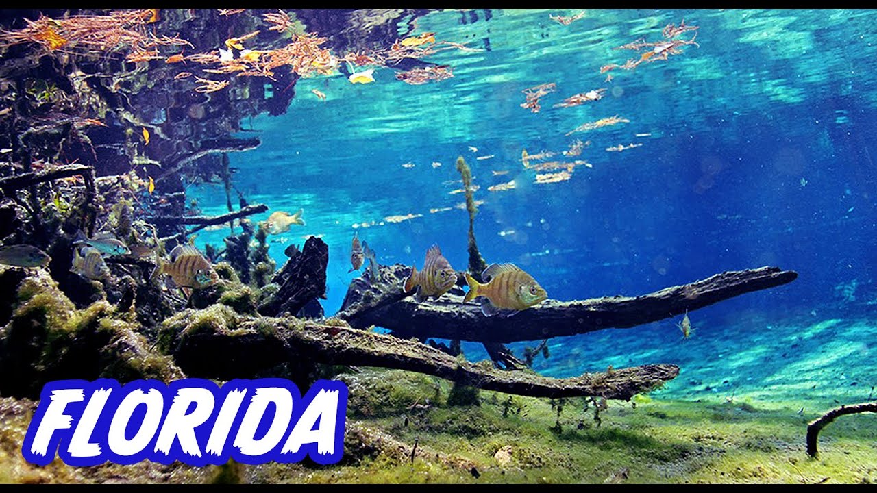 Journey through the breathtaking underwater worlds of FLORIDA, USA with Chris Lukhaup
