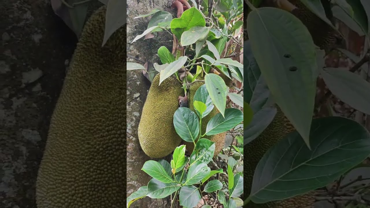 Kerala Spice Garden, Thekkady, Kerala