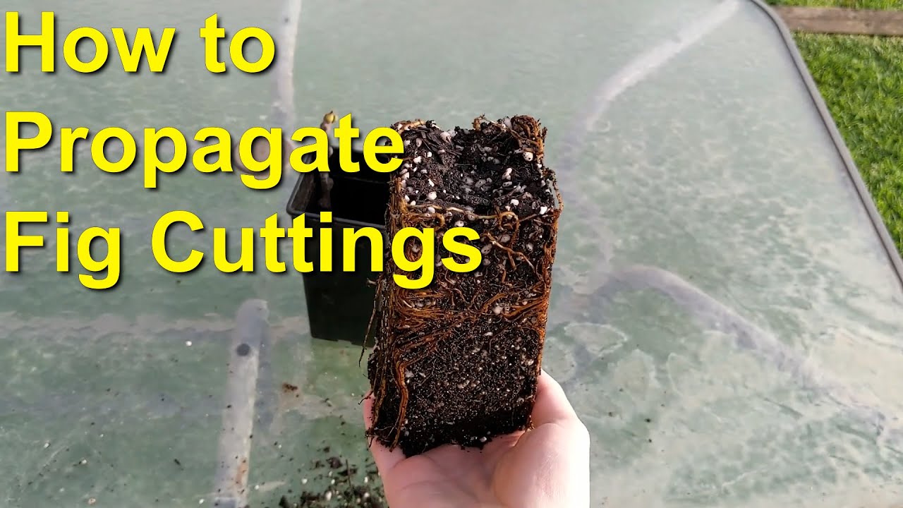 How to ROOT Fig Cuttings with GREAT SUCCESS