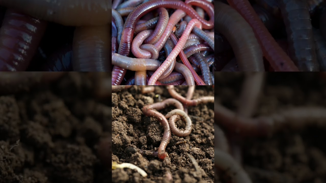 cacing tanah tidak ada yang jantan dan betina #faktahewan #faktaunik #shorts
