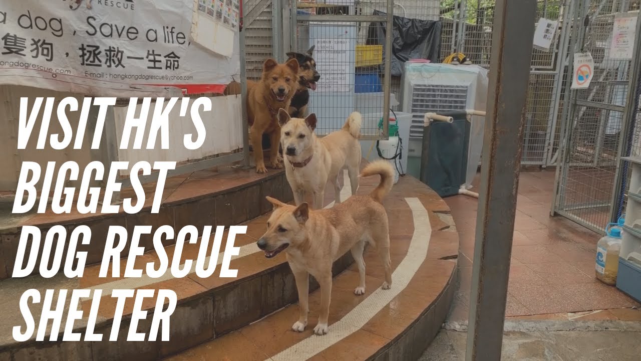 PULLING 4 CHARITY visits HONG KONG DOG RESCUE