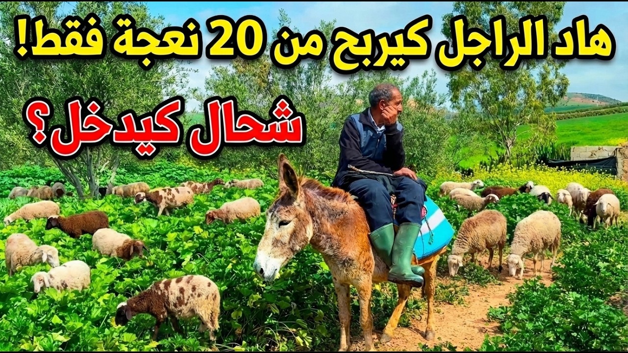 مشروع الغنم فالبادية: شحال الربح الحقيقي؟