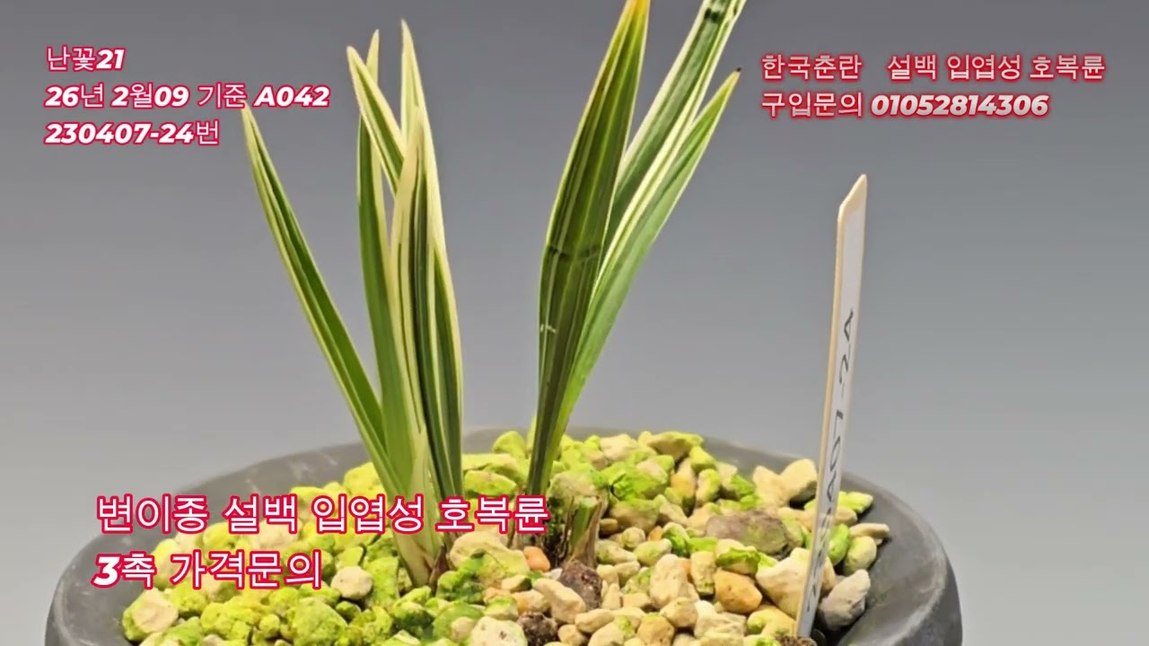 한국춘란입엽성설백호복륜 A042#난꽃21,#한국춘란세계화,#난과생활,#난세계,#전북난산업연합회,#동네방네,#잠홍원,#만군이야기,#아름다운정원수,#상명원예자재,#푸른초장,#국제난원,