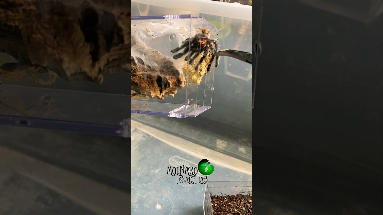 My #Tarantula Molted! #molinarosnakelab #spider #pets #creepycrawlies #merrychristmas #fnaf #shorts