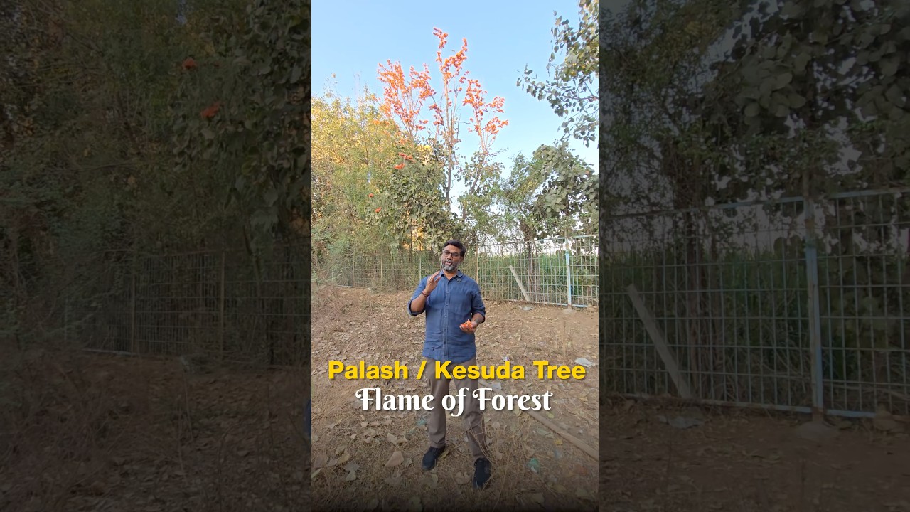 The Palash Tree in India | Why It&rsquo;s Called the Flame of the Forest?