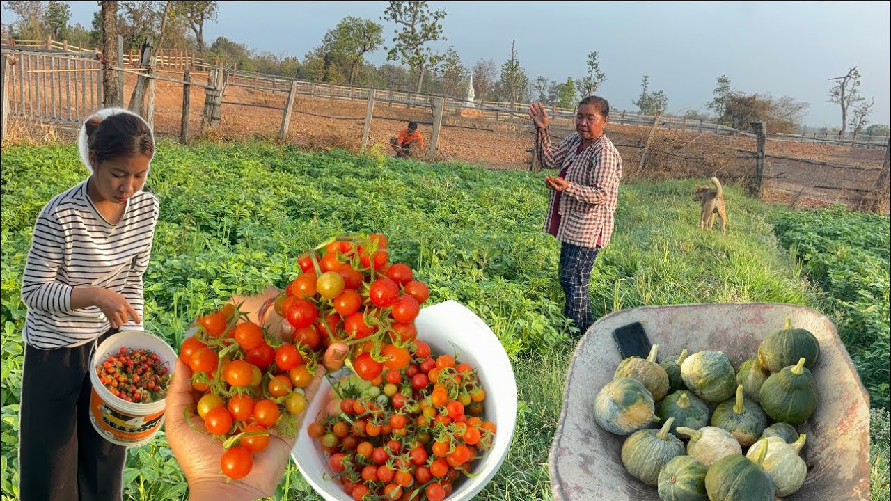 เข้าสวนเก็บผักทองขายถูกๆอินชอนมะเขือ เทสต์🍅🍅