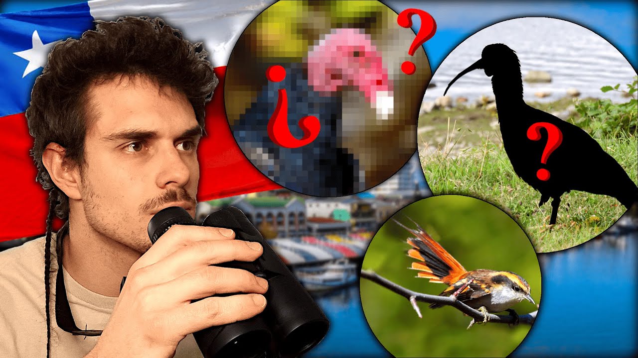 Las AVES de CHILE por un español ǀ Valdivia🇨🇱 - Beagle's Diary -