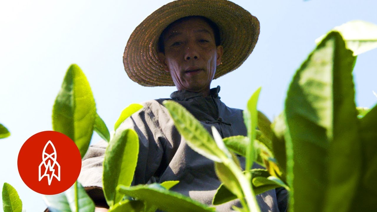 The Secret Behind the World&rsquo;s Best Green Tea