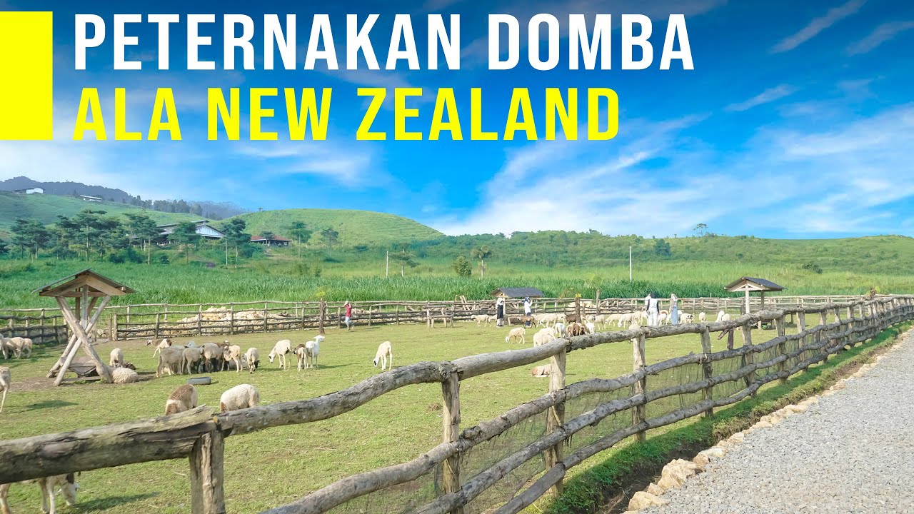 Peternakan Domba Modern dan Bersih, New Zealand nya Jawa