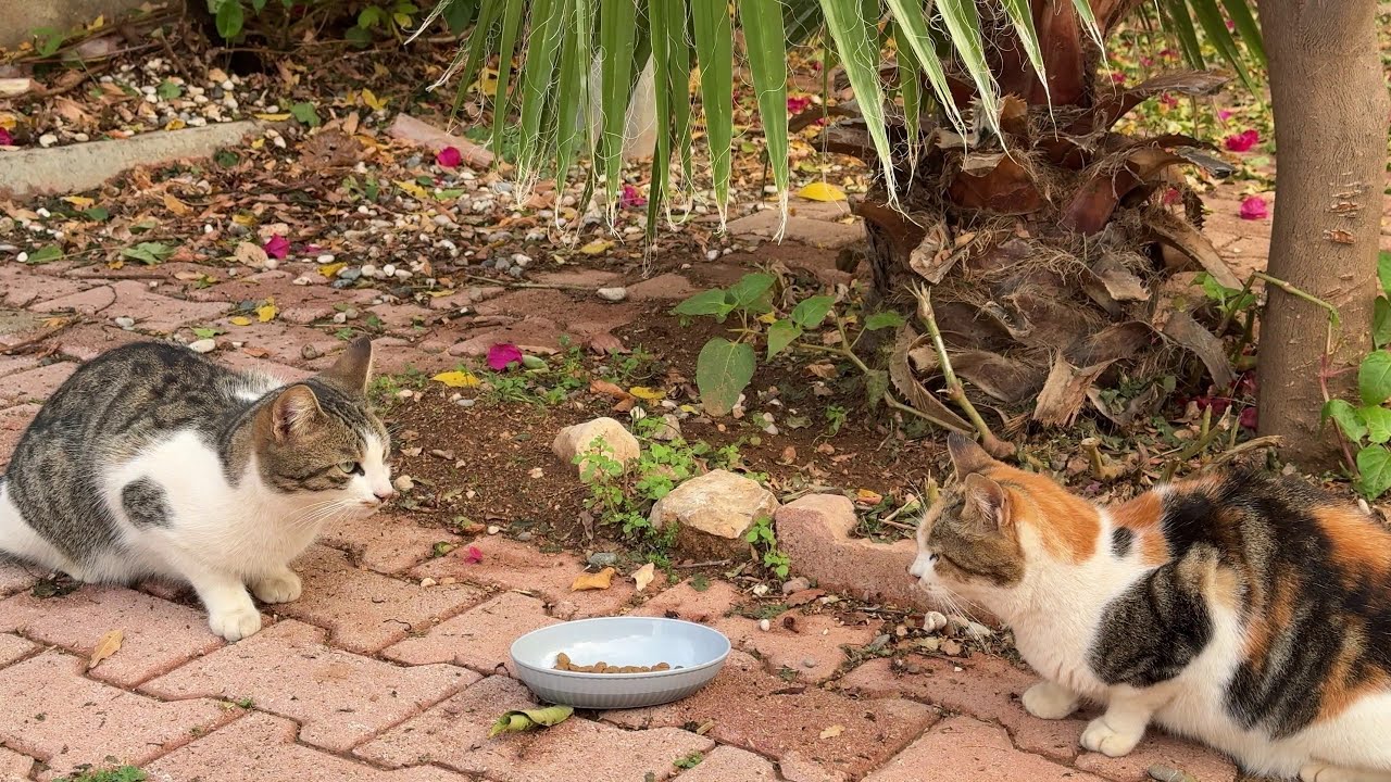 Lost the Staredown, Lost the Food | Calico Cat vs Tabby with White