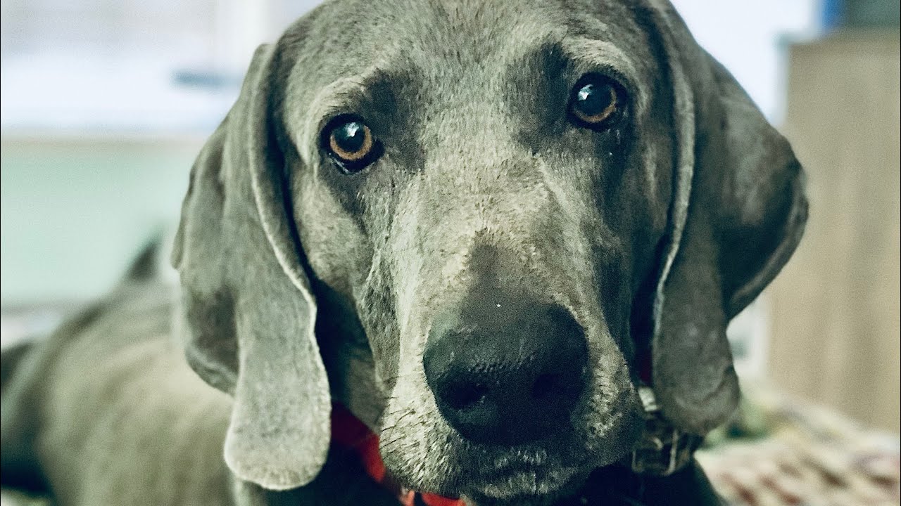 This Dog Ain’t Gonna Hunt