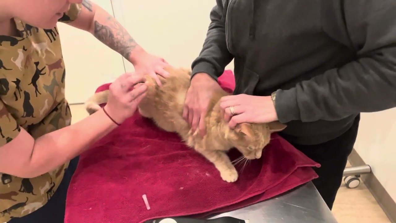 Feline Injections: Epaxial and Quad: Resubmittion.