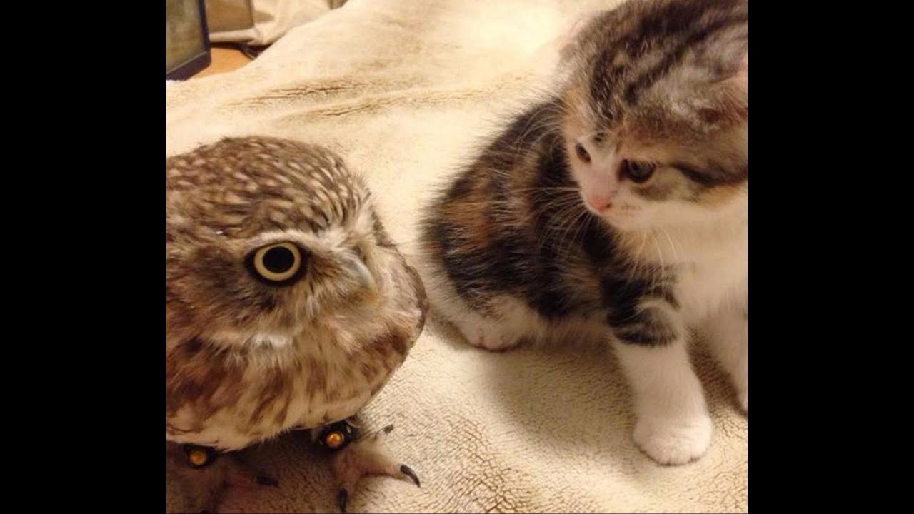 😸 Супер смешные видео с животными для поднятия настроения! 🐈 Улыбнитесь! 🐱