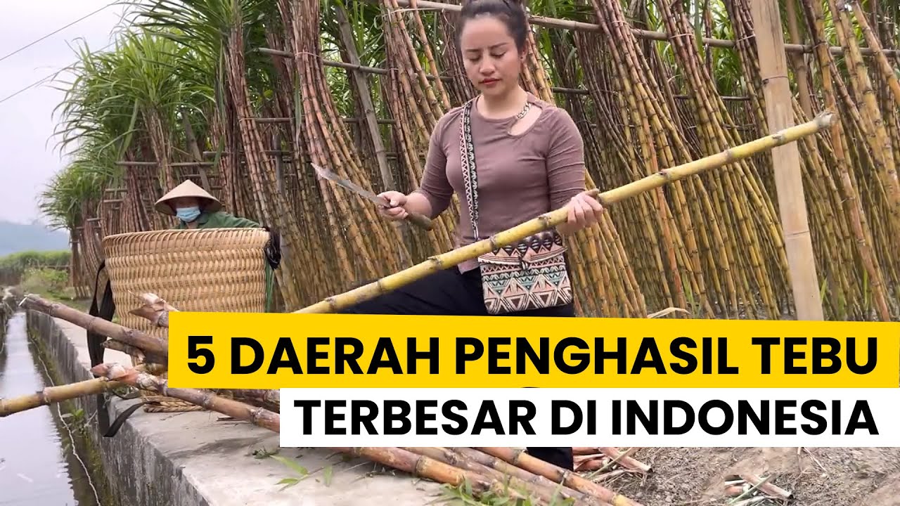 5 DAERAH PENGHASIL GULA TEBU TERBESAR DI INDONESIA!!