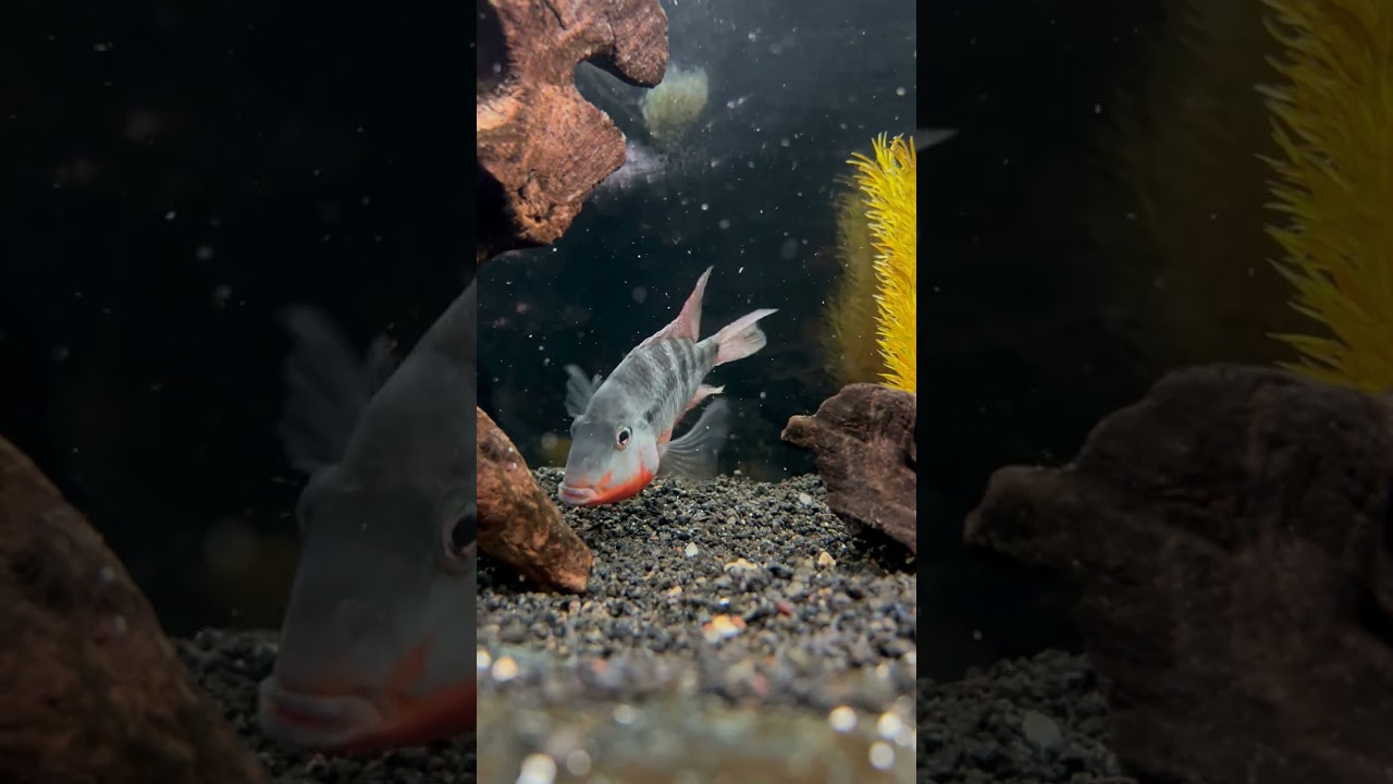 The Firemouth Cichlid Showing Off Today 🔥