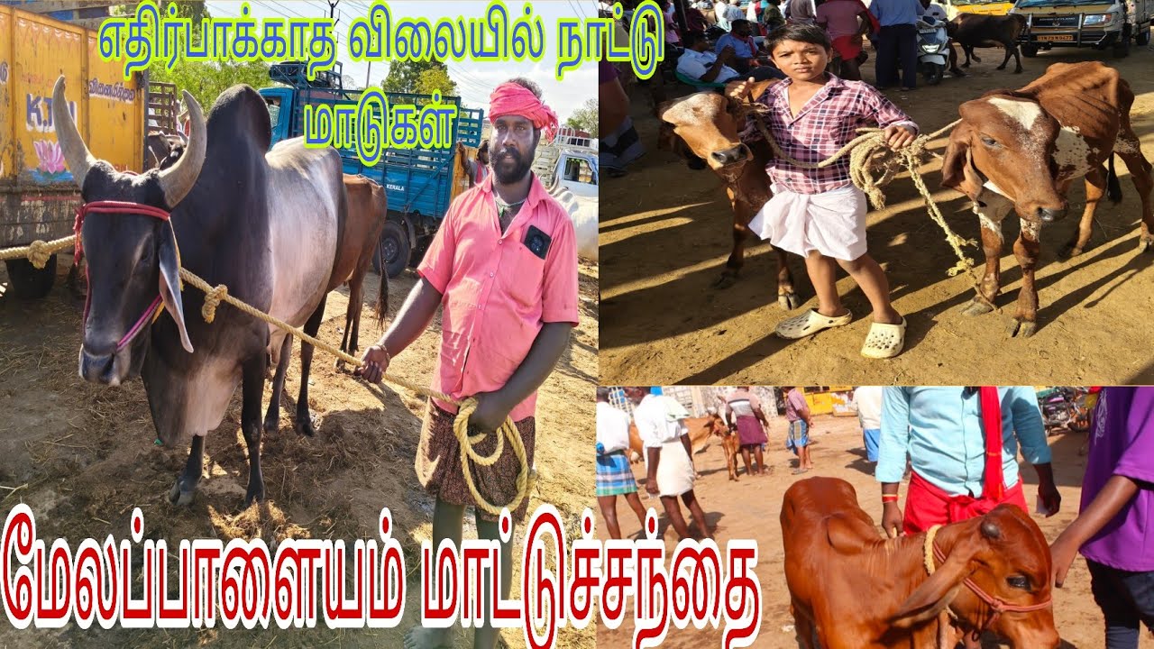 மேலப்பாளையம் மாட்டுச்சந்தை (எதிர்பார்க்காத விலையில் நாட்டு மாடுகள்) 