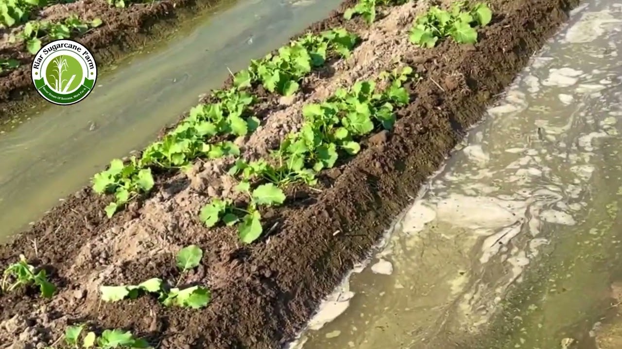 Mustard on beds (seed 150 gm)  #riar_sugarcane_farm