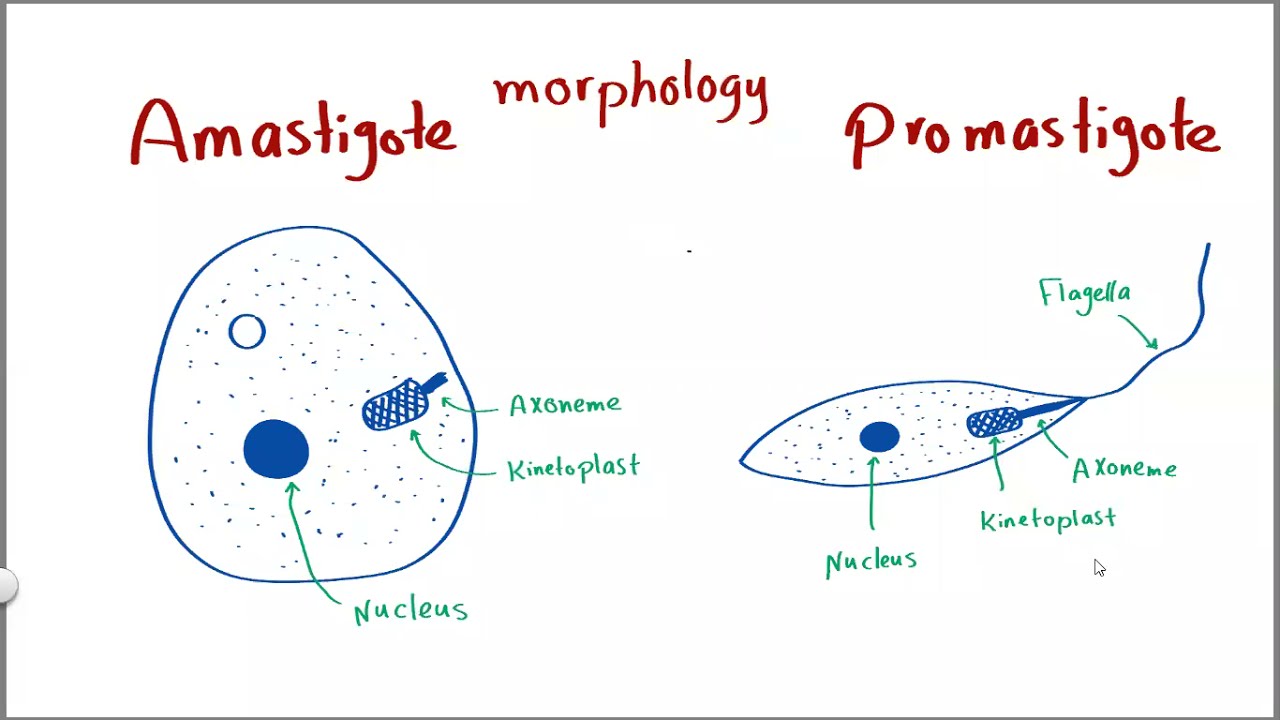 Parasitology 19 Leishmania 01   »DrMoaz