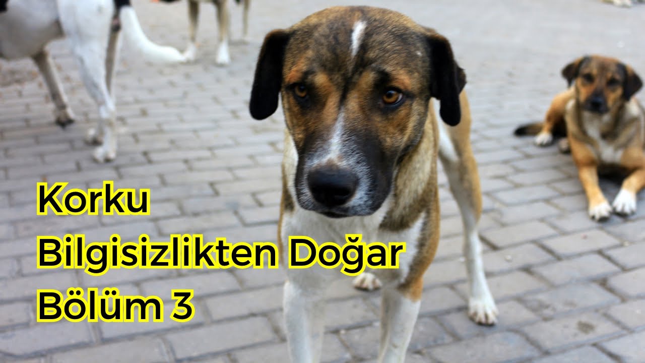Korku Bilgisizlikten Doğar || Bölüm 3