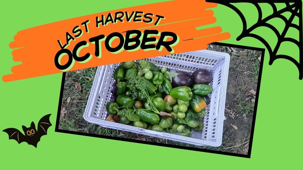 Garden Ending. Harvesting TONS in October before Massachusetts' First Frost.