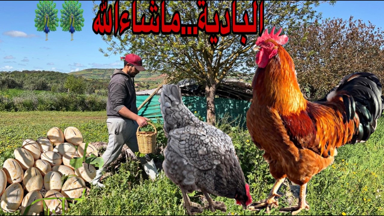 العمل في البادية…بعت الديك الرومي (بيبي) تحضين إناث الديك الرومي على بيض الطاووس و الإوز و البيبي