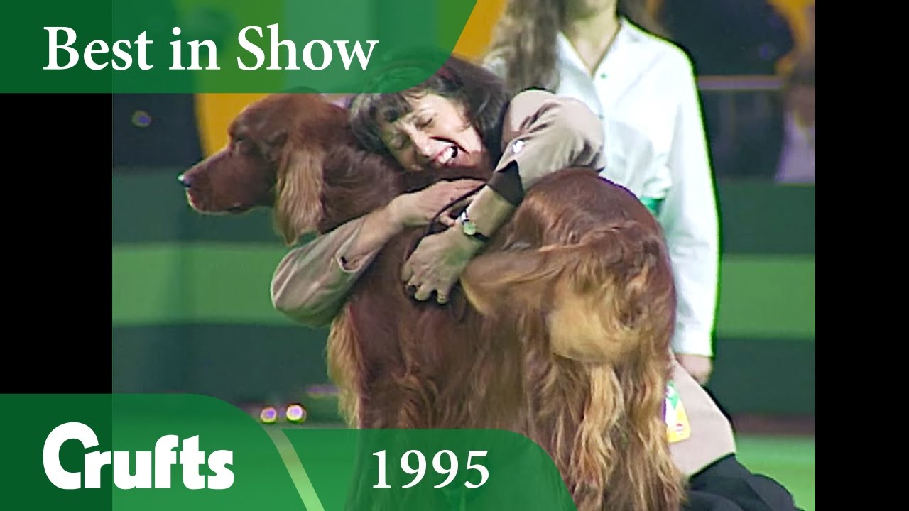 Irish Setter wins Crufts Best in Show at Crufts 1995 | Crufts Classics
