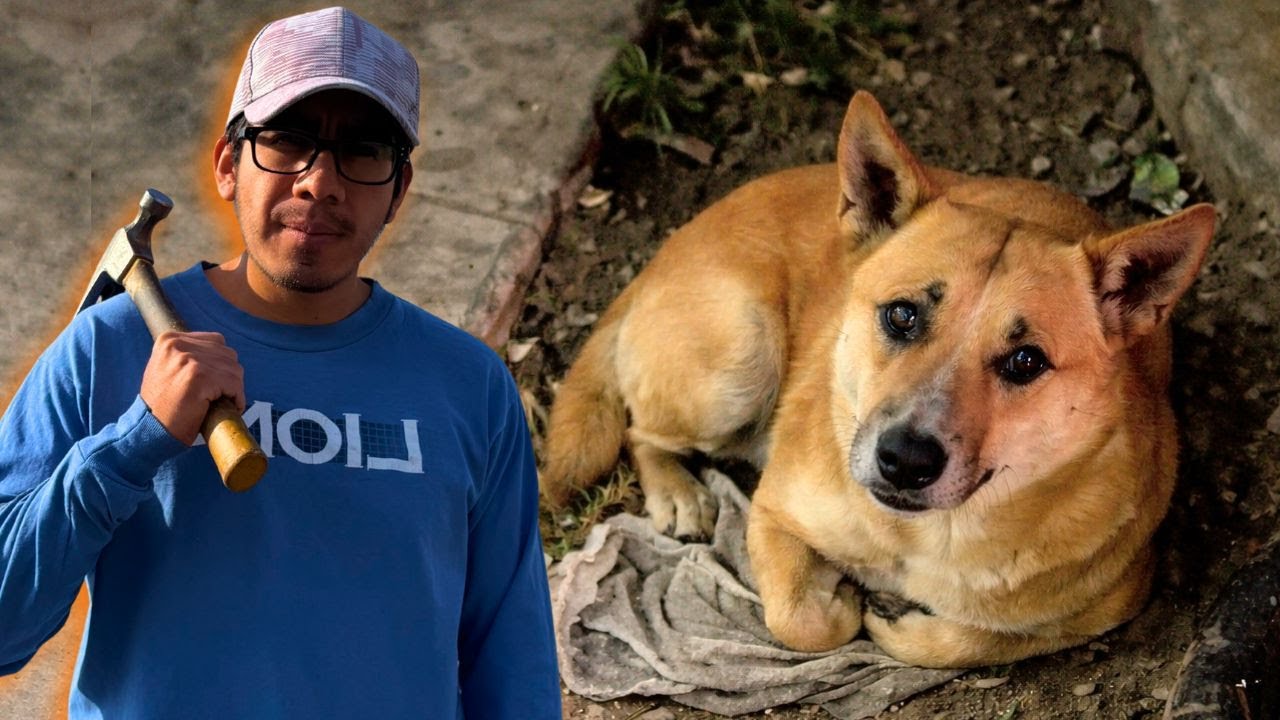 🐶🏠 CONSTRUYENDO UNA CASA para un PERRO CALLEJERO… ¿NO LA QUISO? 😳