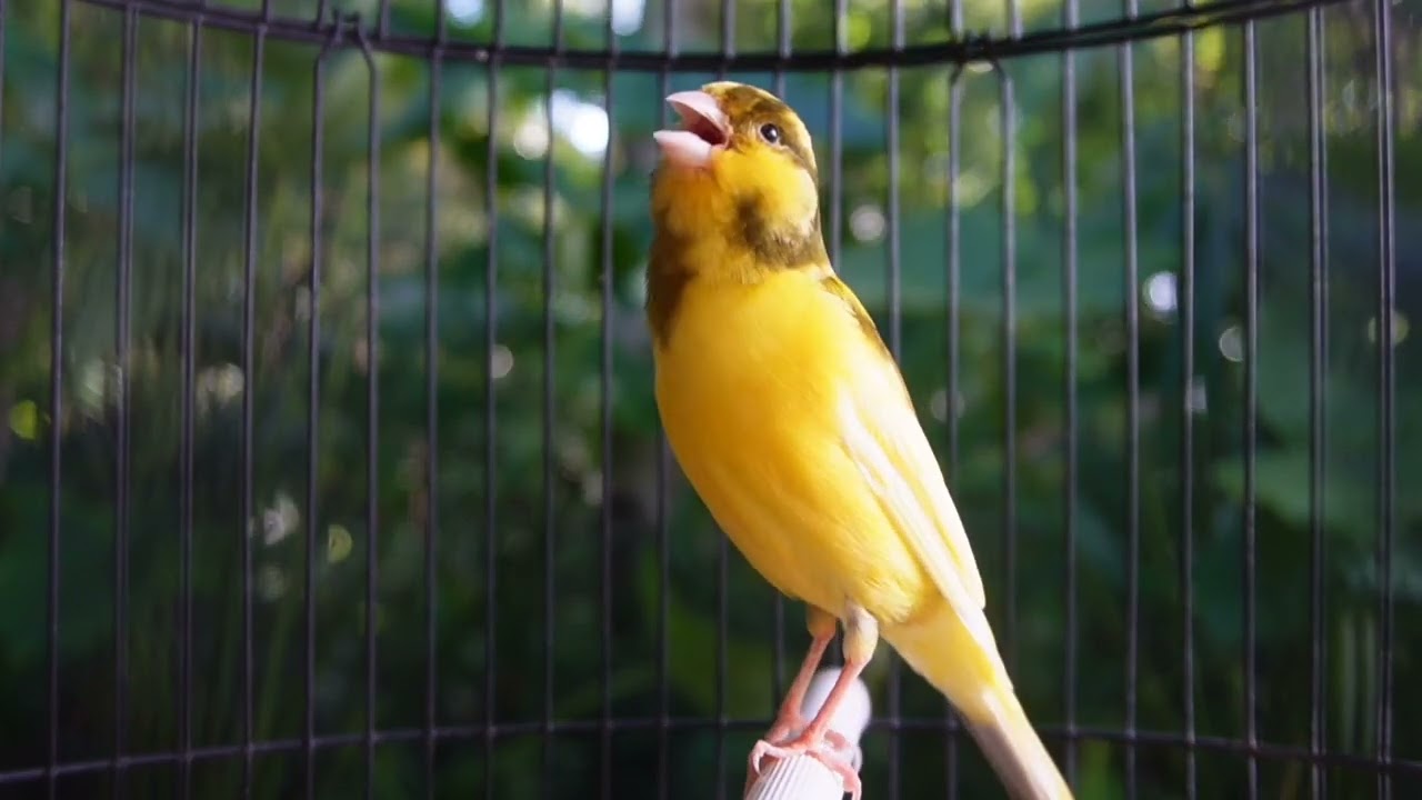 O melhor canário cantando para estimular seu canário a cantar