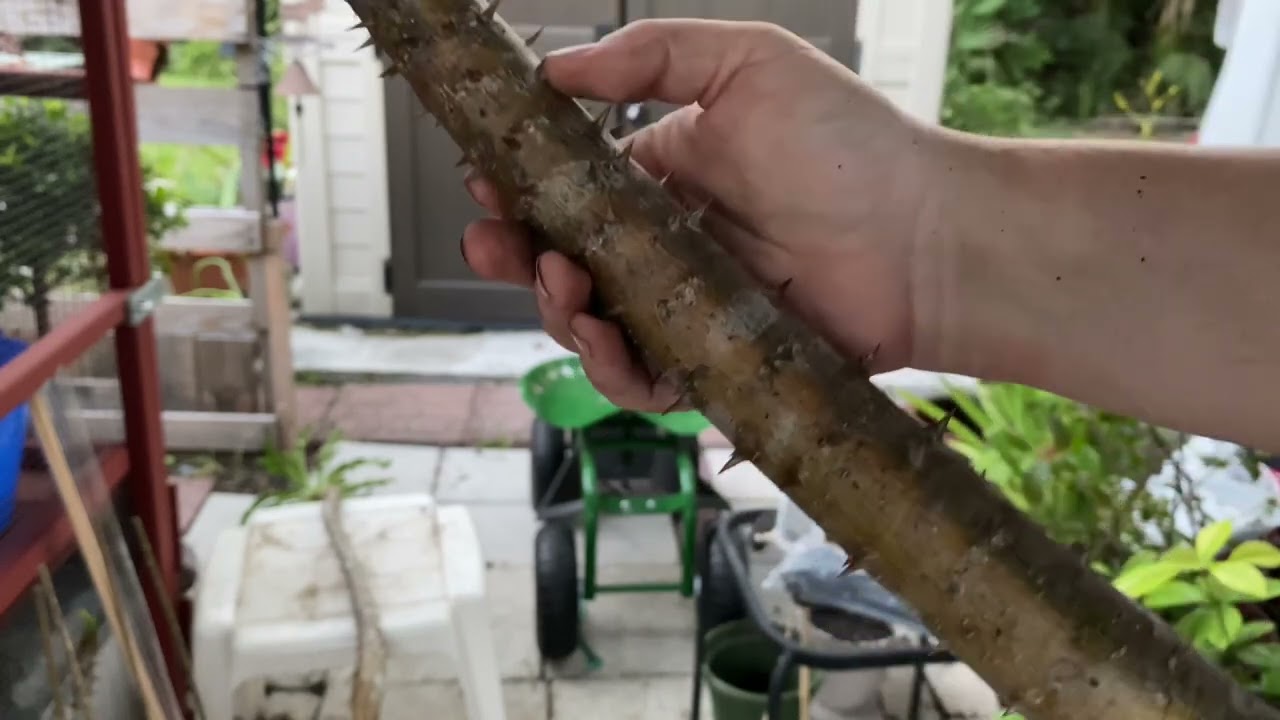Damaged Pachypodium rutenbergianums