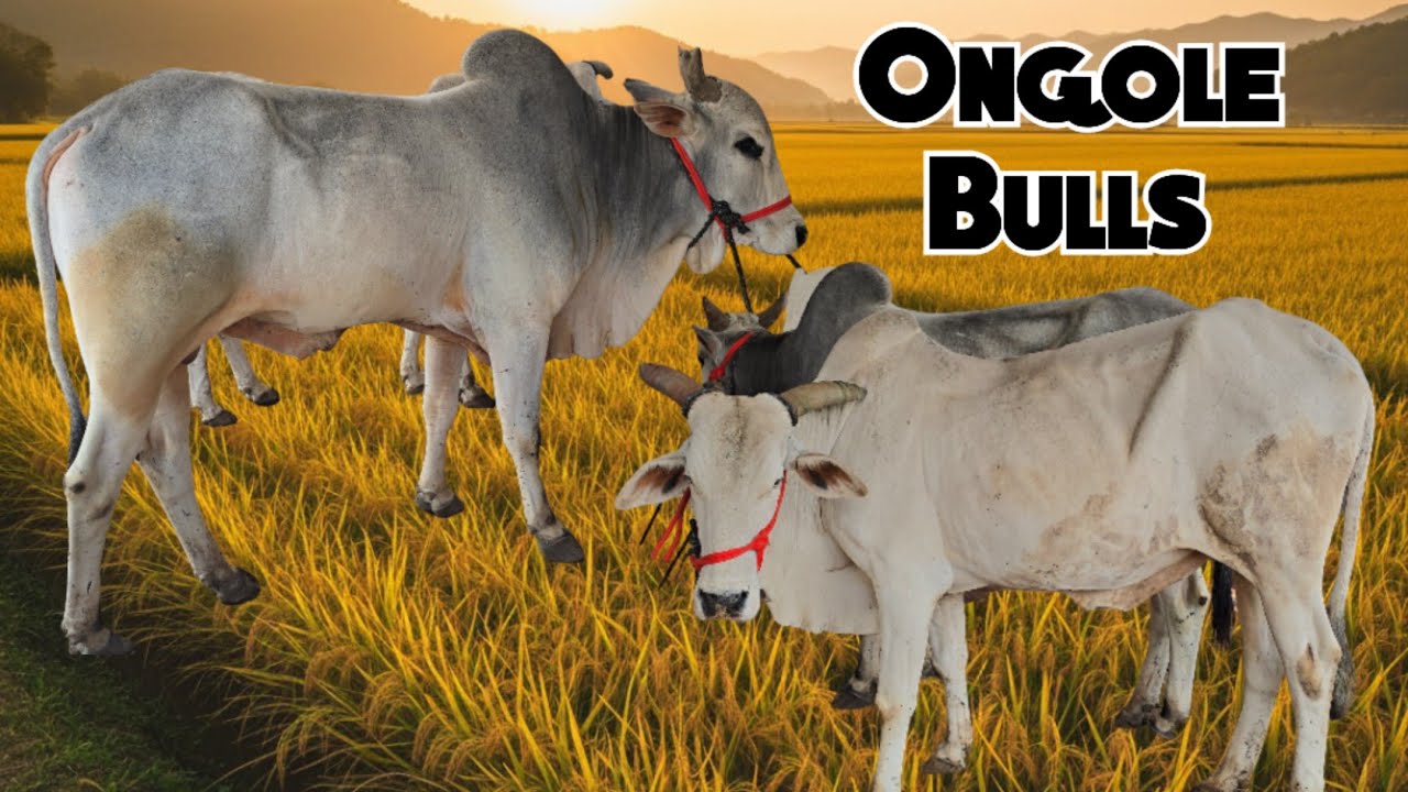 Ongole Bulls | Bade Janwar Available in Hyderabad India's Top Ongole Breedline Bulls #bull #ongole 