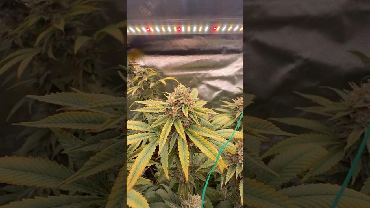 неПомідор Ice cream haze #indore  #plants # #legal