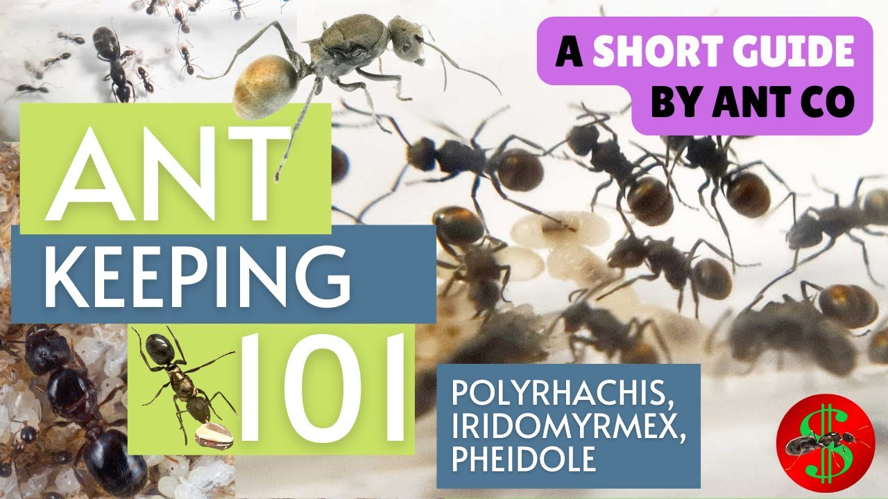 ANT KEEPING 101: How to Care for Polyrhachis, Iridomyrmex & Pheidole | Ant Co Care Guide